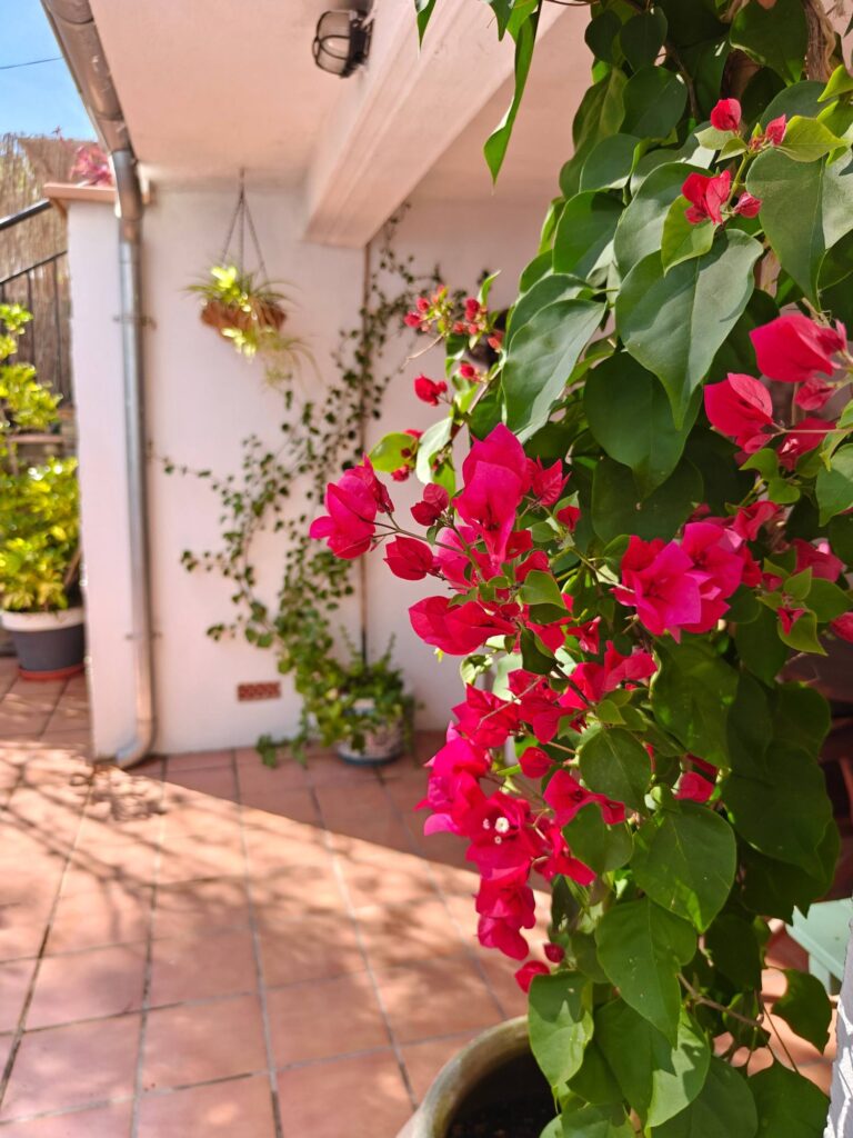 Buganvilla en flor junto a la casa