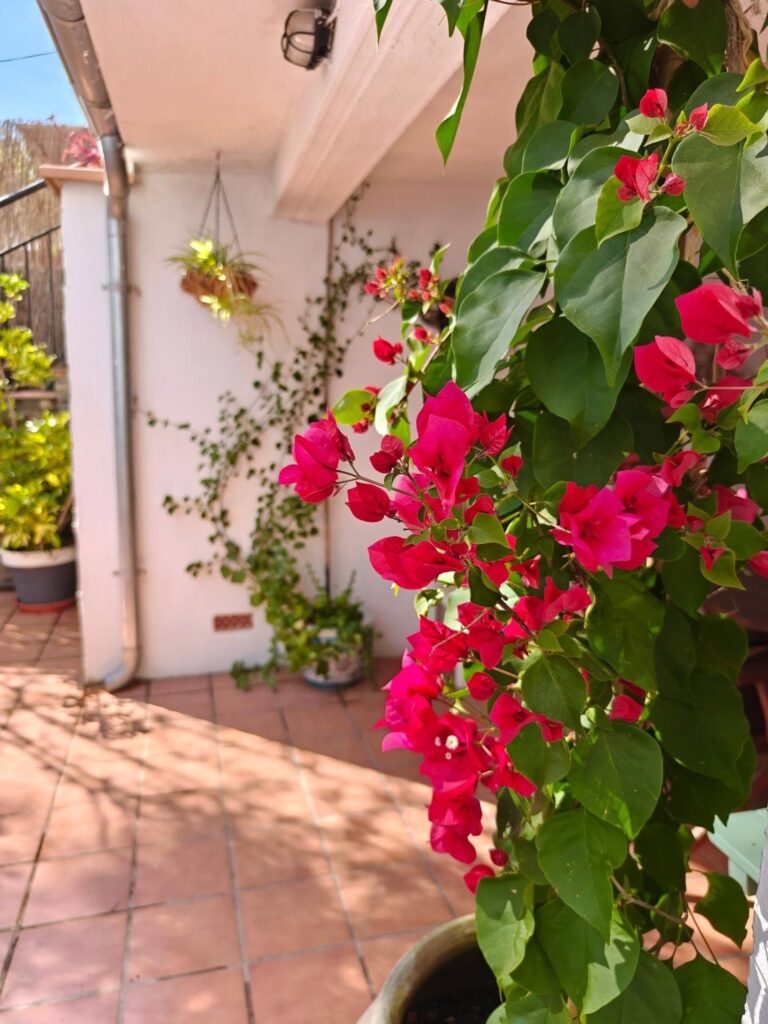 Buganvilla en flor en El Molino