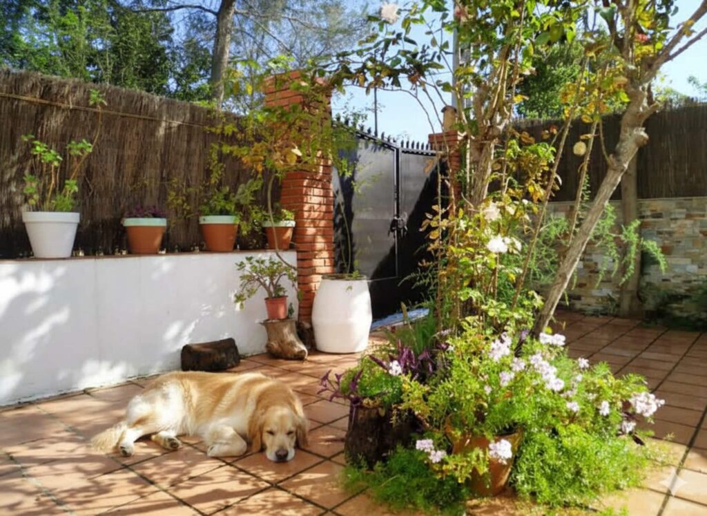 Jardín del patio con plantas y flores