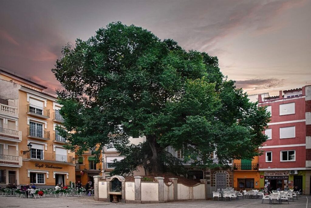 Olmo de Navajas en la plaza del Olmo, plantado en 1636